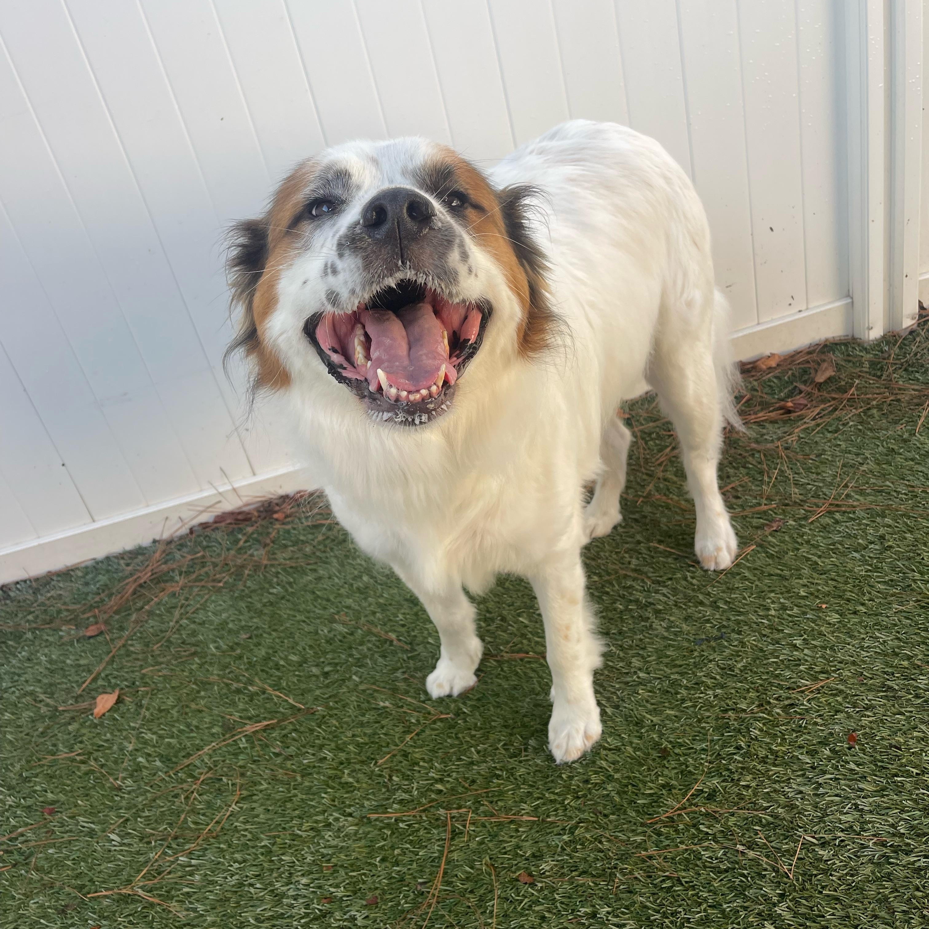 Enlarge Rosie, a ADOPTABLE mixed breed in Baker, LA image 3/4