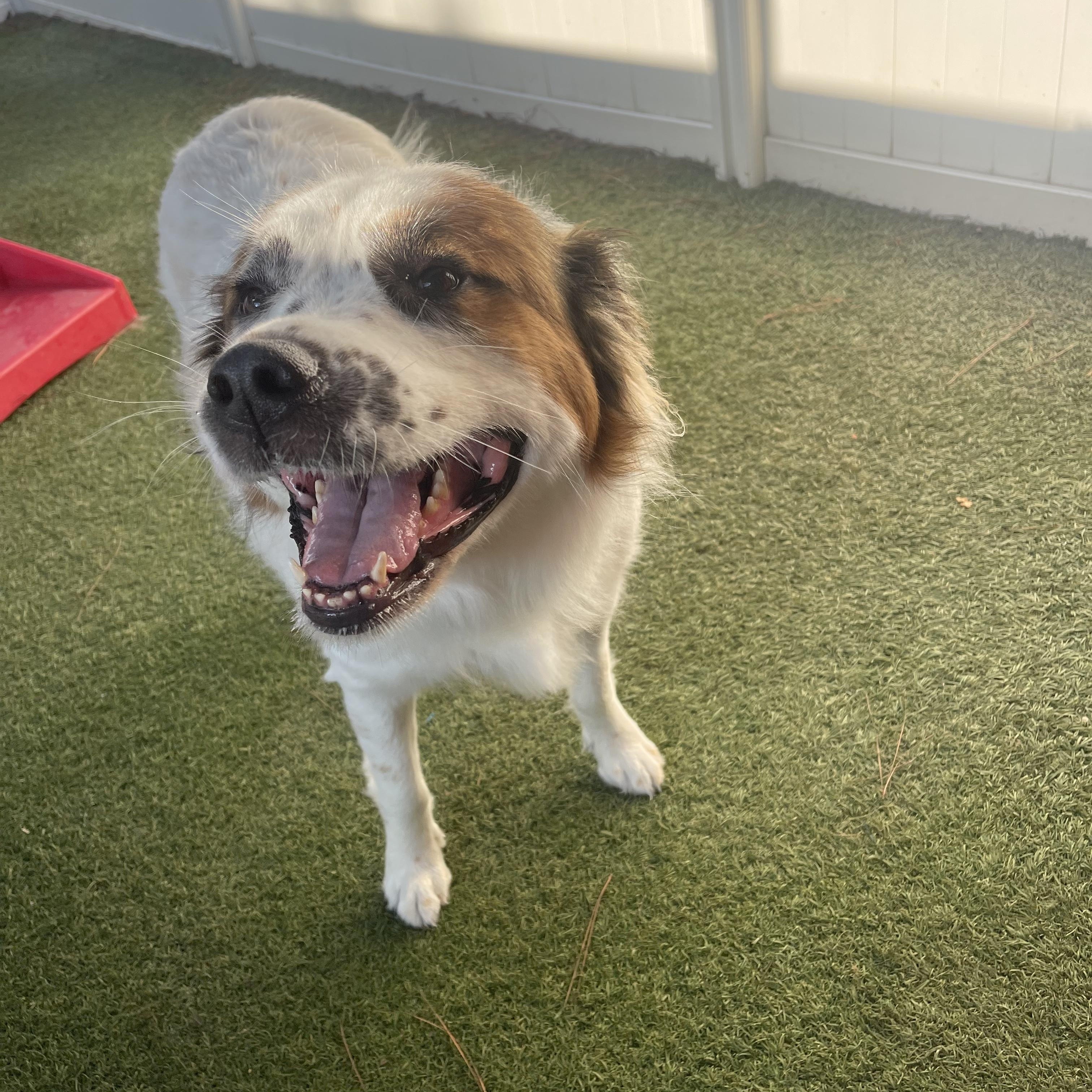Enlarge Rosie, a ADOPTABLE mixed breed in Baker, LA image 2/4