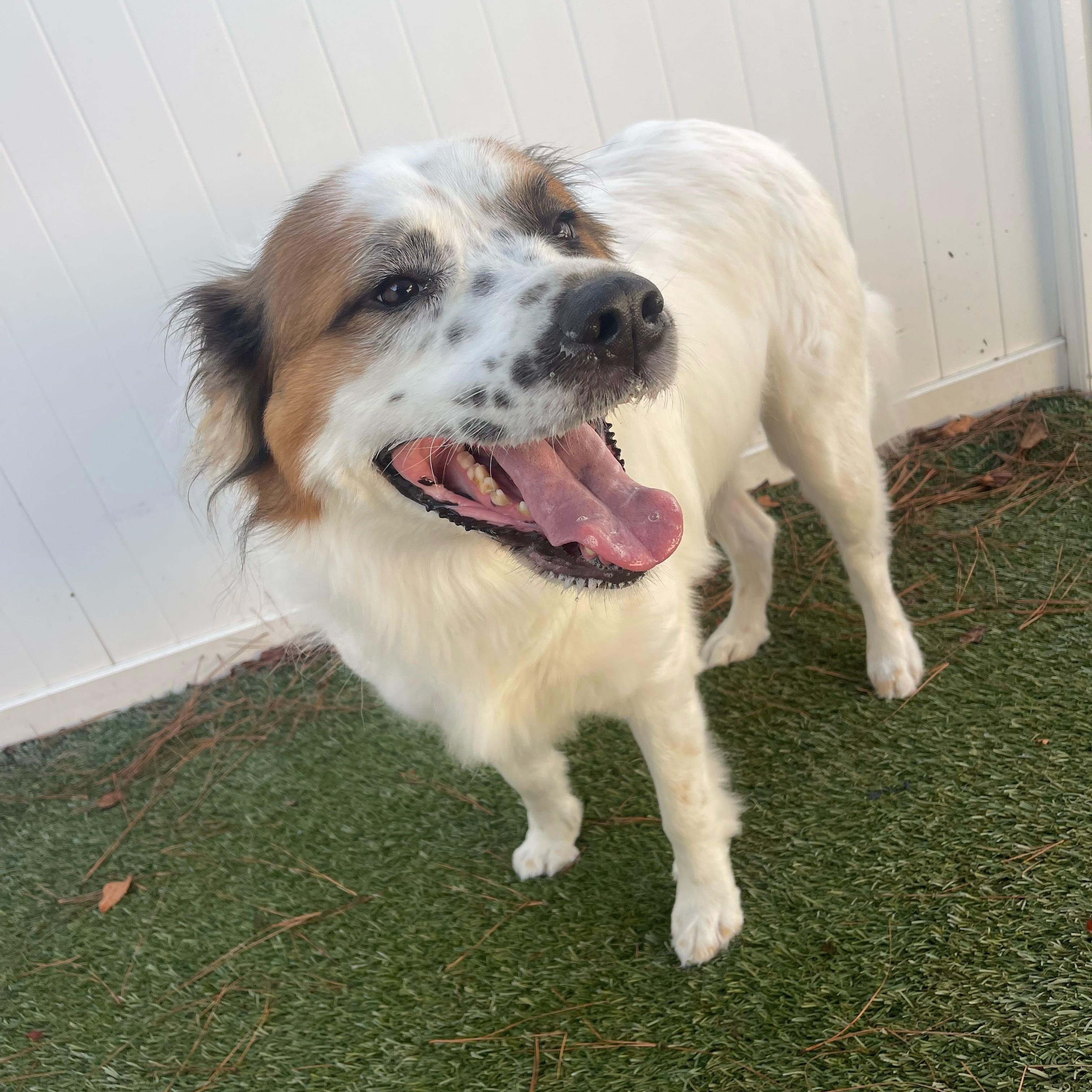 Enlarge Rosie, a ADOPTABLE mixed breed in Baker, LA image 4/4