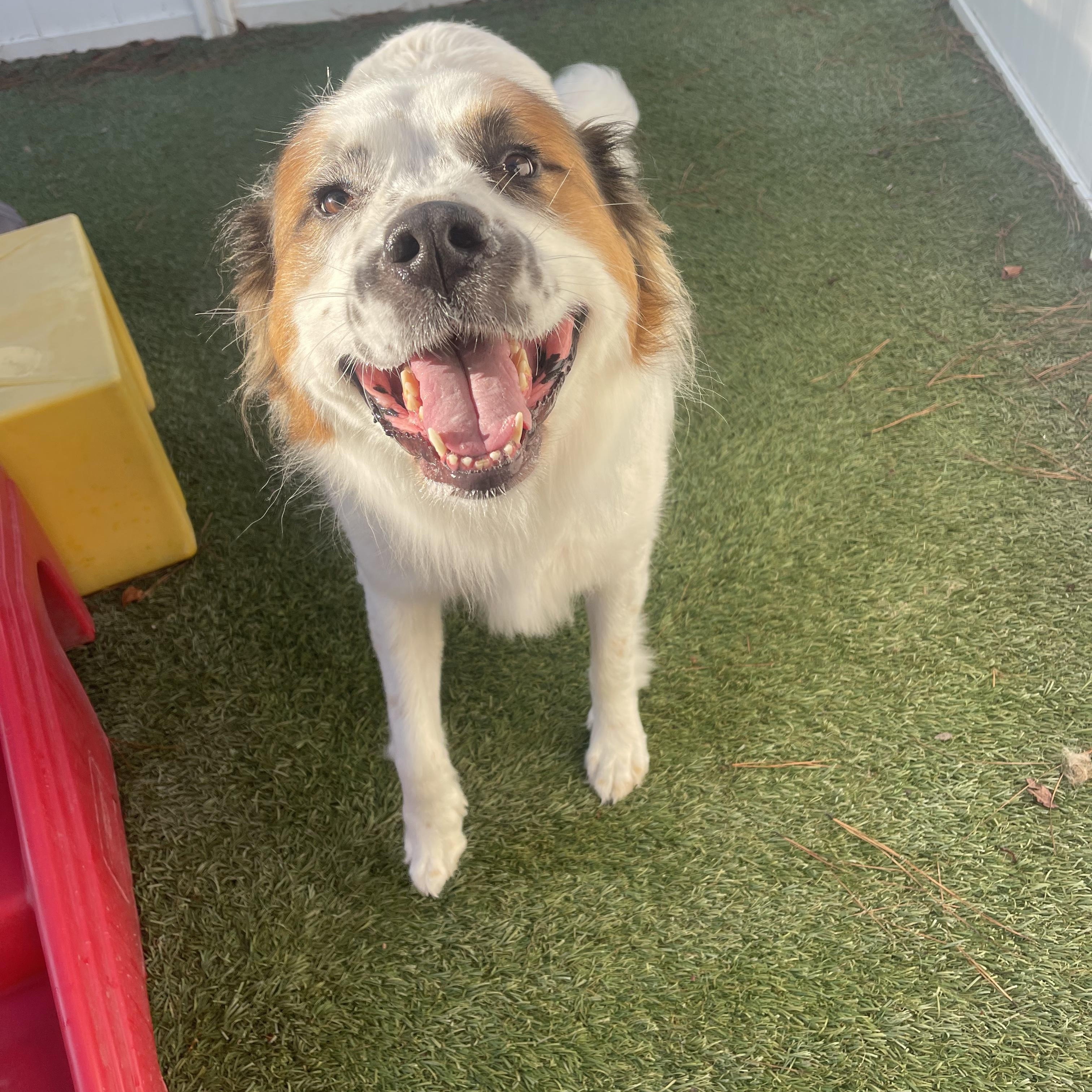 Rosie, ADOPTABLE, Adult Female Australian Shepherd.