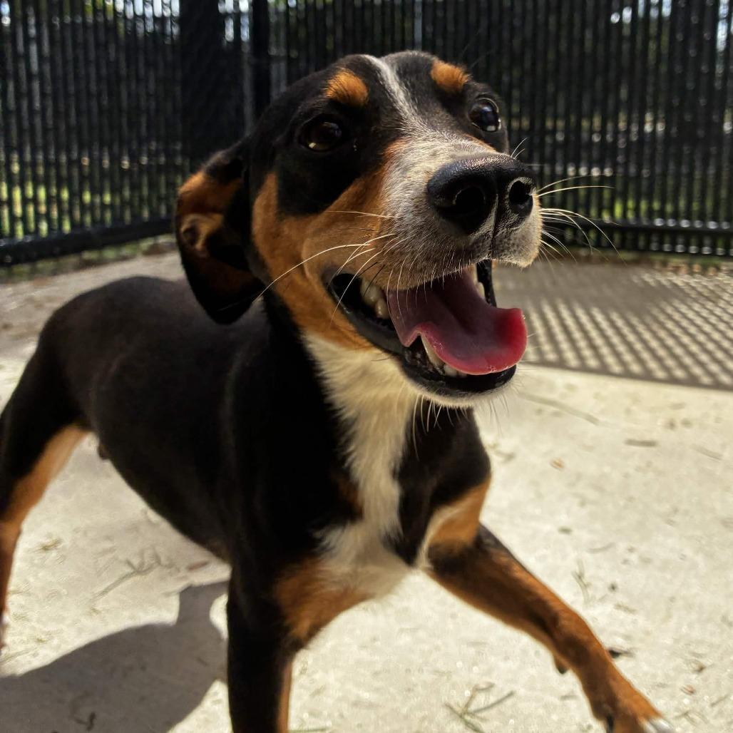 Bronx, Adoptable, Adult Male Dachshund & Australian Cattle Dog / Blue Heeler.