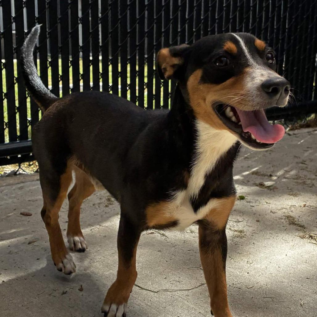 Enlarge Bronx, a Adoptable mixed breed in Beaumont, TX image 2/6