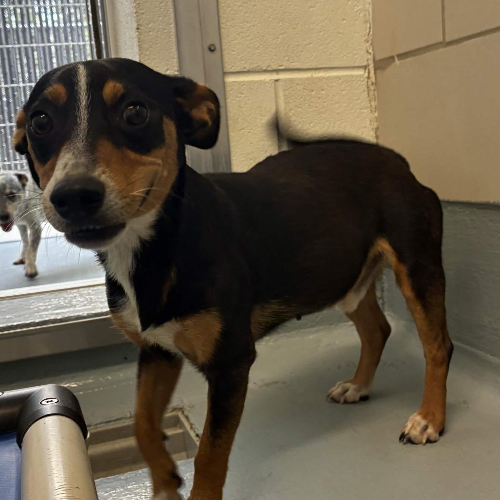 Enlarge Bronx, a Adoptable mixed breed in Beaumont, TX image 3/6