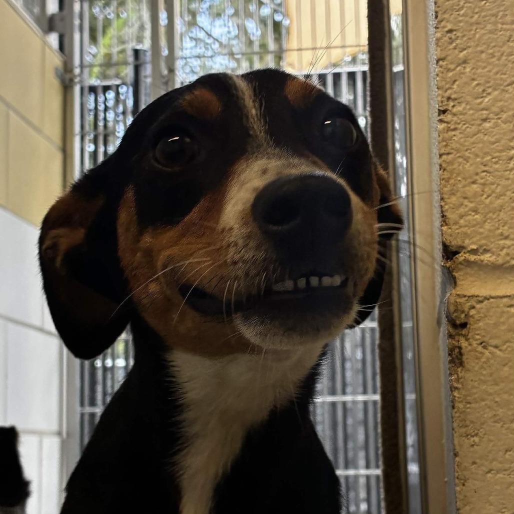 Enlarge Bronx, a Adoptable mixed breed in Beaumont, TX image 4/6