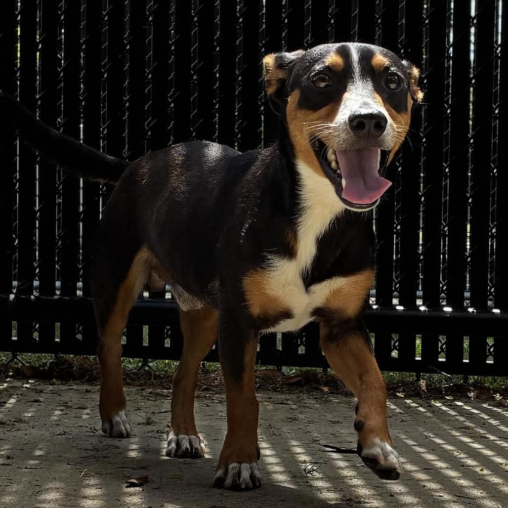 Enlarge Bronx, a Adoptable mixed breed in Beaumont, TX image 5/6