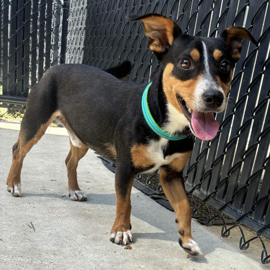 Enlarge Bronx, a Adoptable mixed breed in Beaumont, TX image 6/6