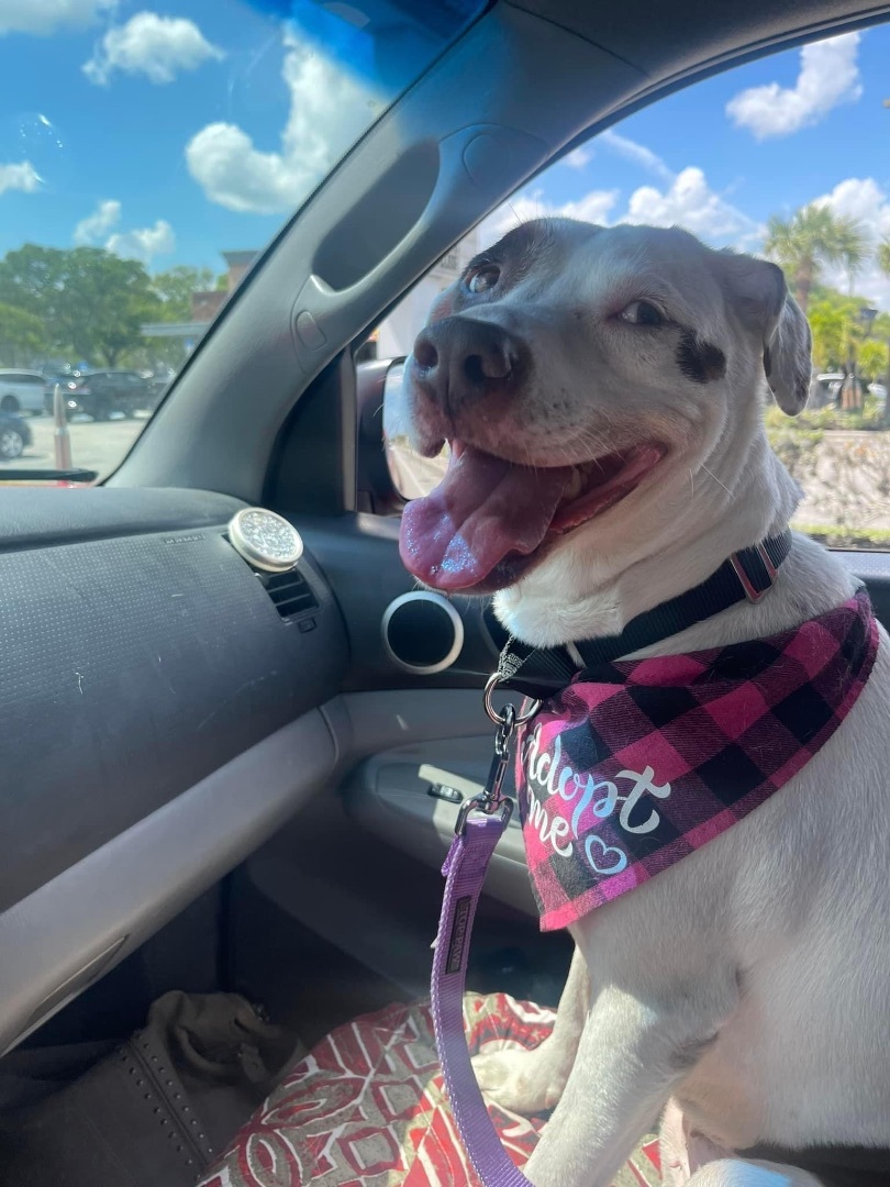 Enlarge Abby, a Adopted mixed breed in Fort Pierce, FL image 1/2