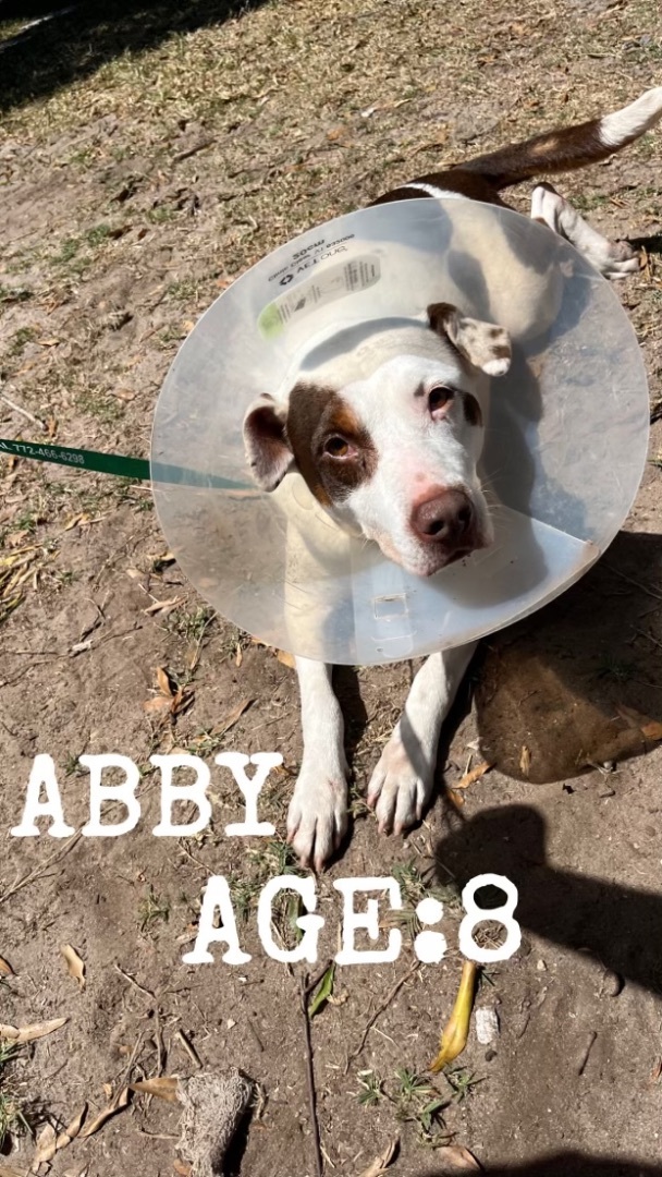 Enlarge Abby, a Adopted mixed breed in Fort Pierce, FL image 2/2