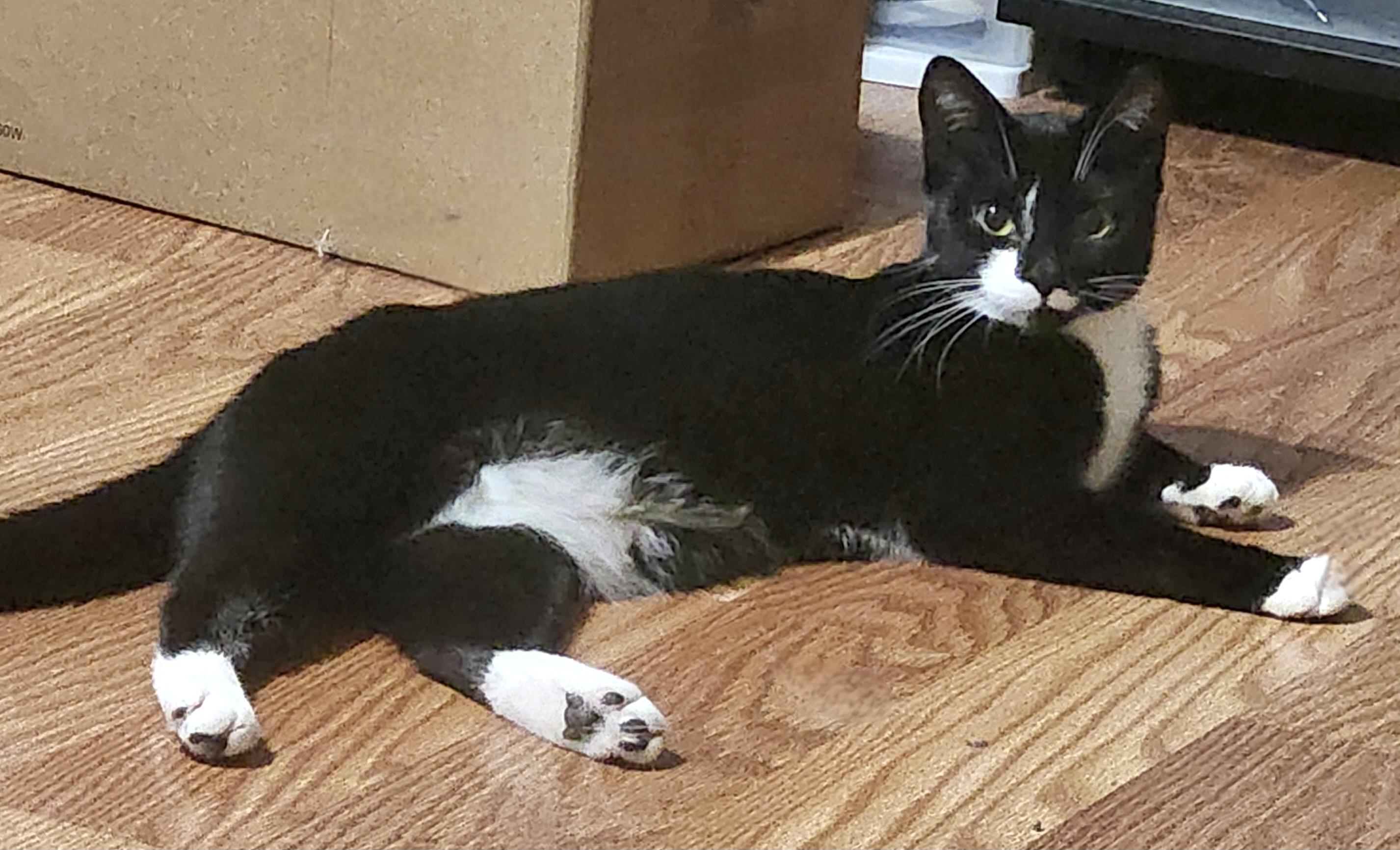 Enlarge Mittens, an adopted Tuxedo in Charlotte, NC image 3/3