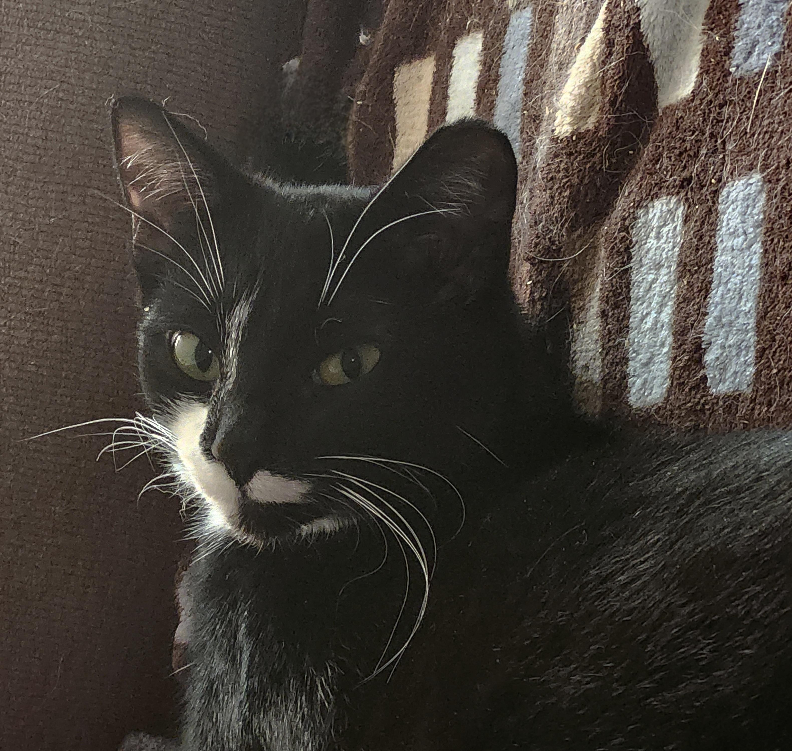 Enlarge Mittens, an adopted Tuxedo in Charlotte, NC image 1/3