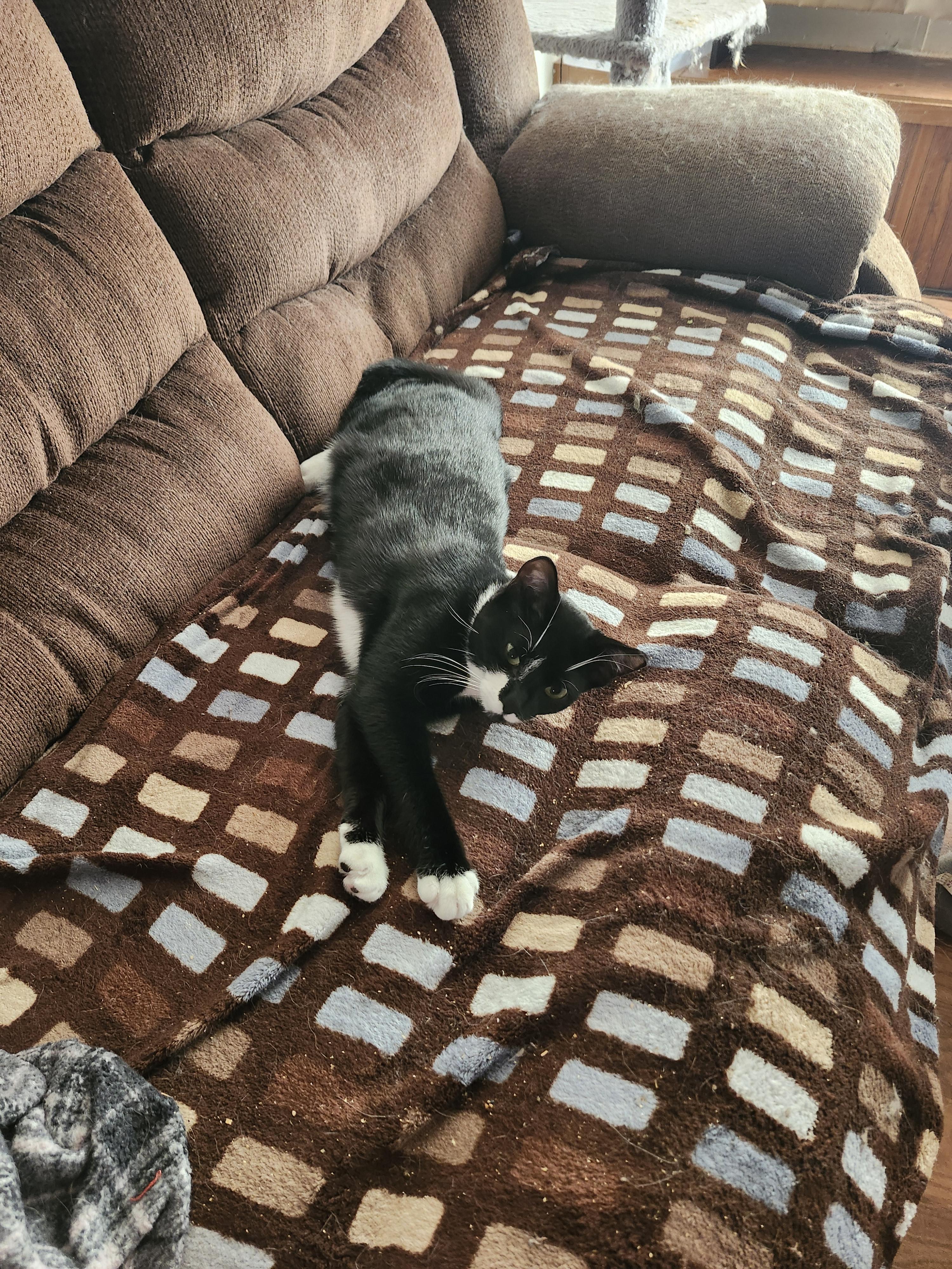 Enlarge Mittens, an adopted Tuxedo in Charlotte, NC image 2/3