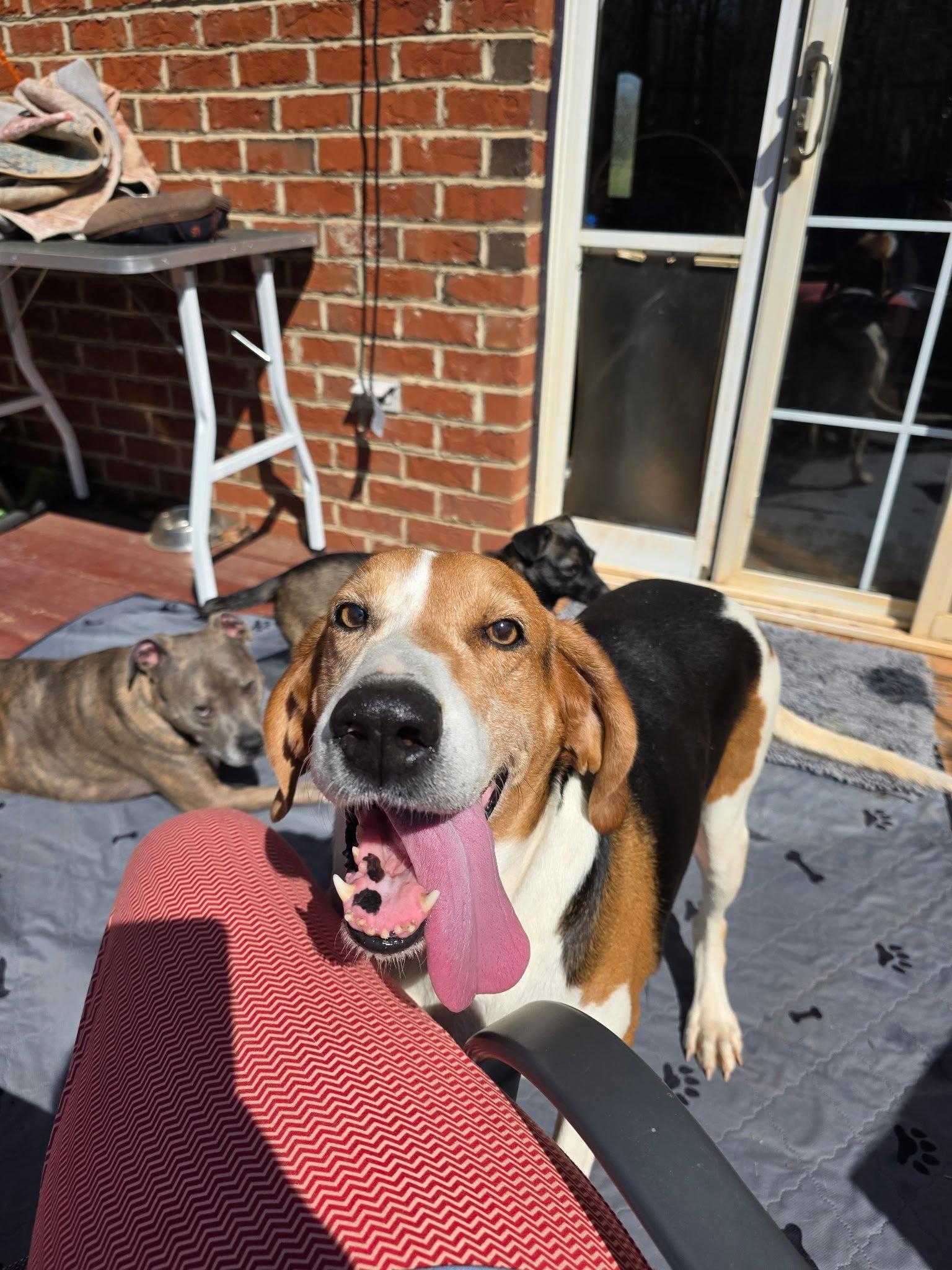 Dutchees, Adopted, Adult Female Hound.