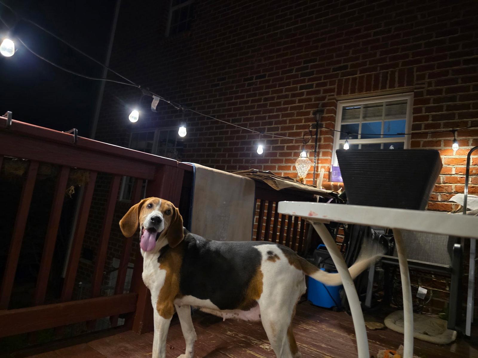 Enlarge Dutchees, a Adopted Hound in Thomasville, NC image 3/3