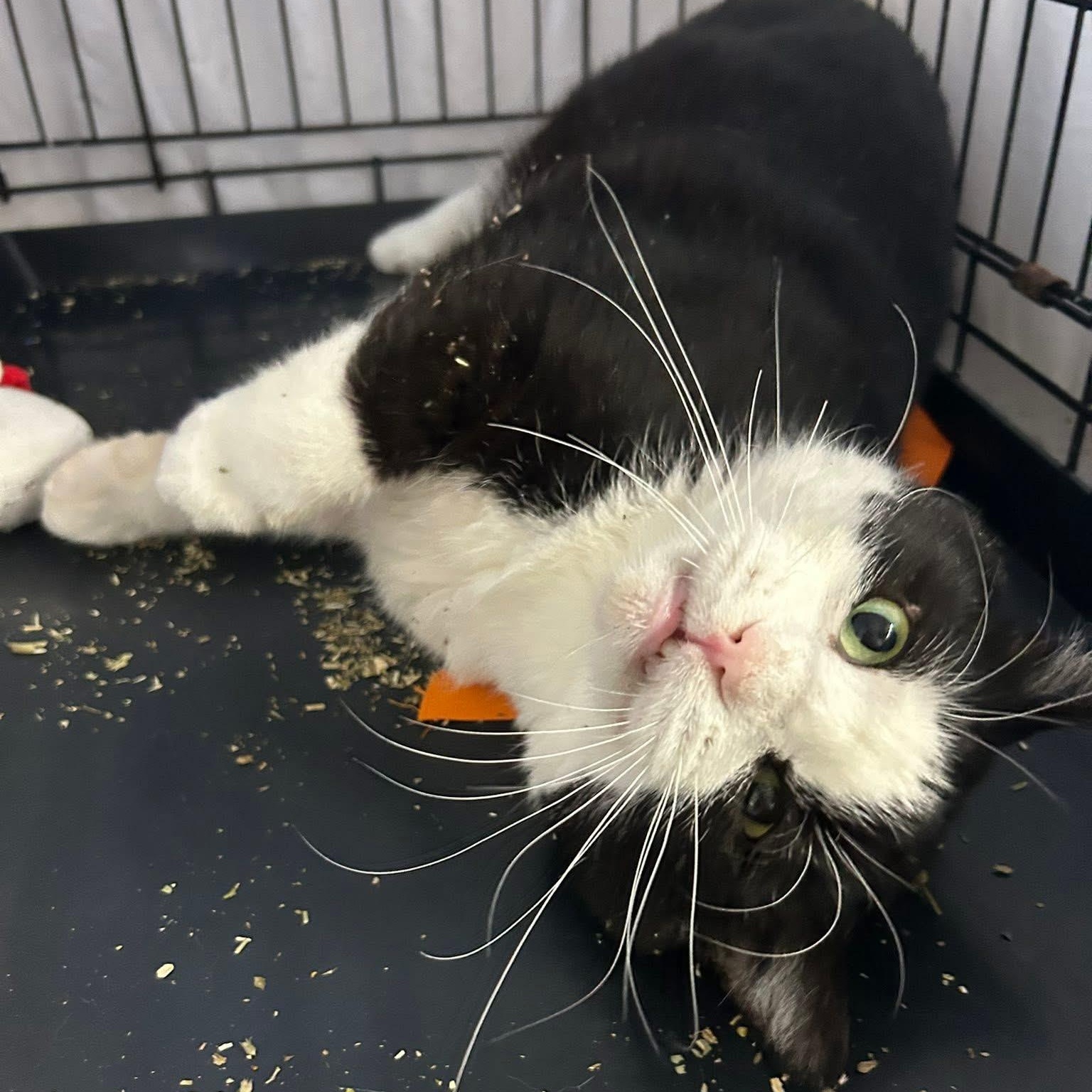 Alfalfa — thumbnail 3