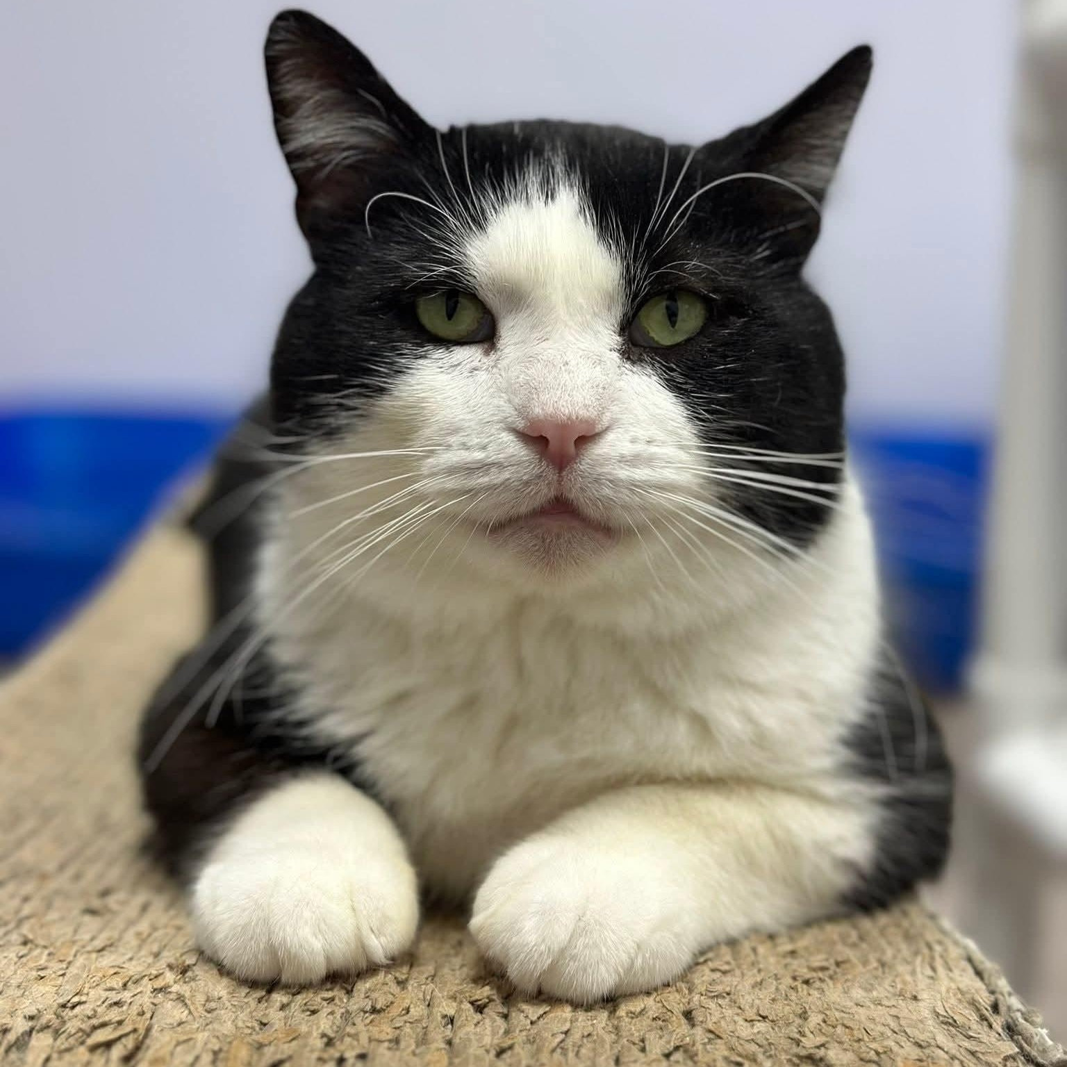 Alfalfa — thumbnail 5