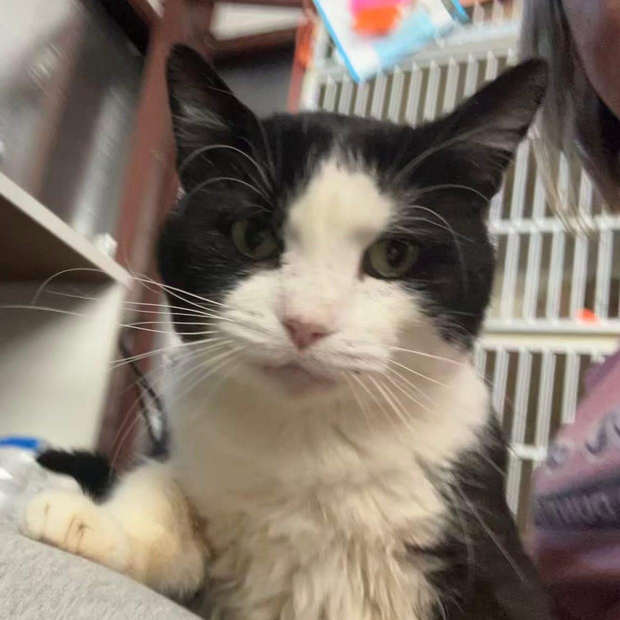 Alfalfa — thumbnail 6