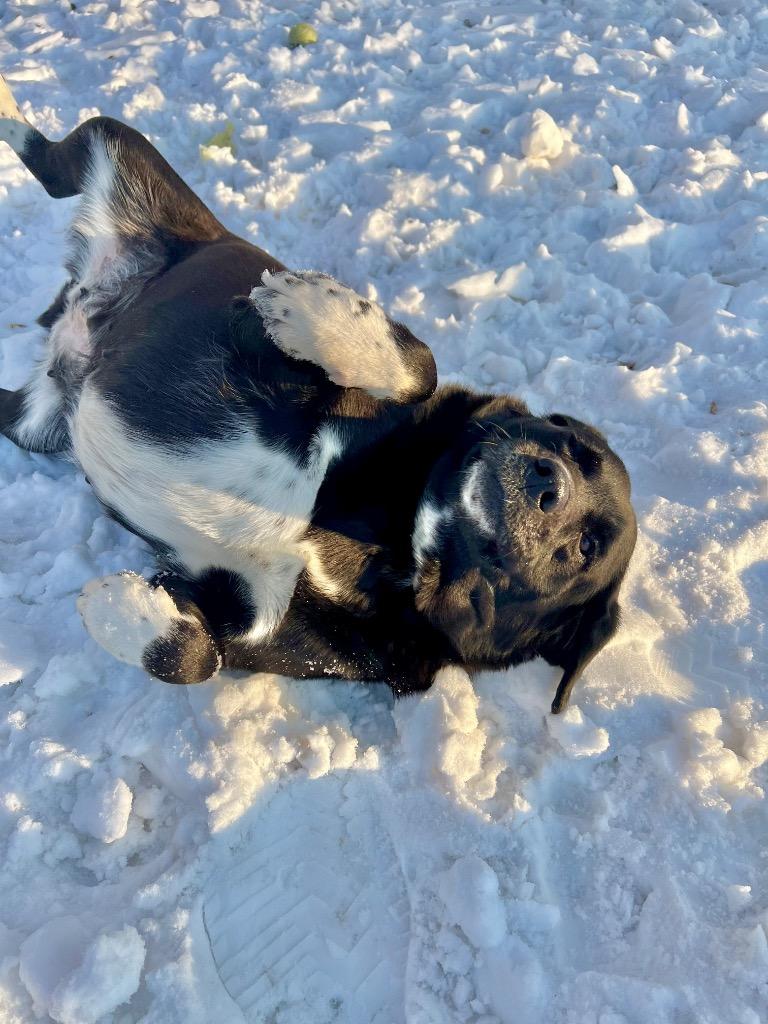 Enlarge Shiba, a Adoptable mixed breed in Saint James, MN image 1/6