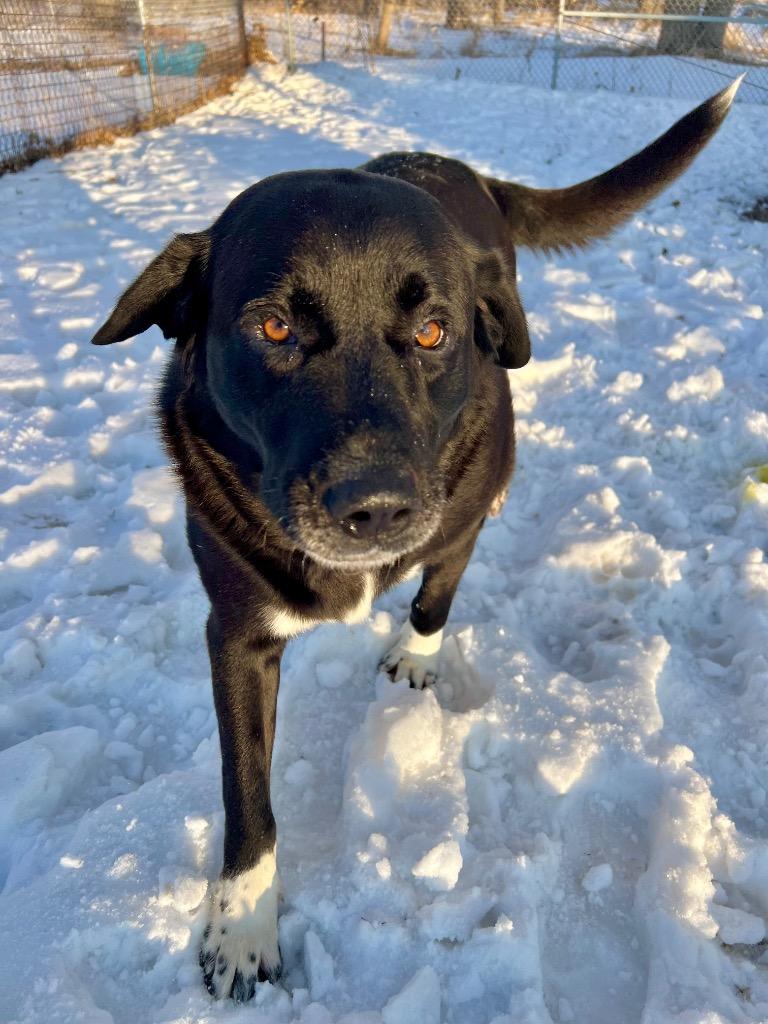 Enlarge Shiba, a Adoptable mixed breed in Saint James, MN image 2/6