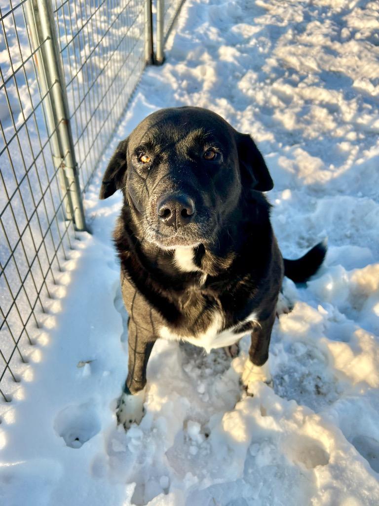 Enlarge Shiba, a Adoptable mixed breed in Saint James, MN image 3/6