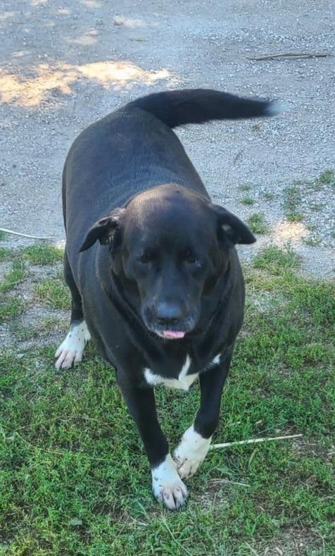 Enlarge Shiba, a Adoptable mixed breed in Saint James, MN image 4/6