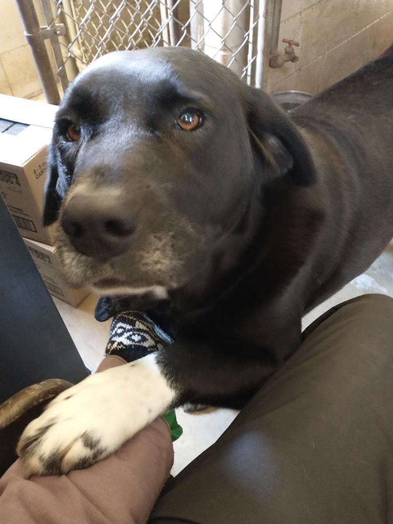 Enlarge Shiba, a Adoptable mixed breed in Saint James, MN image 5/6