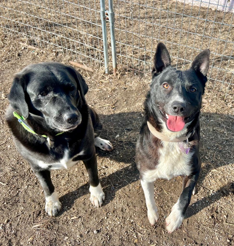 Enlarge Shiba, a Adoptable mixed breed in Saint James, MN image 6/6