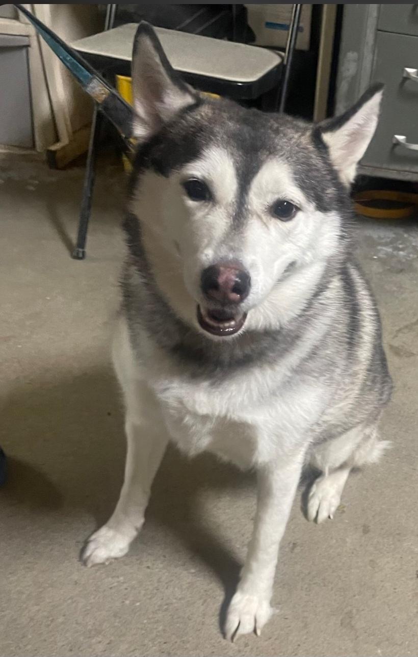 Enlarge Oreo, a ADOPTABLE Husky in Billings, MT image 2/2