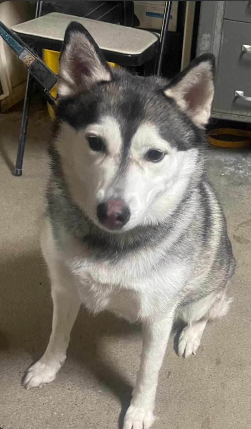 Enlarge Oreo, a ADOPTABLE Husky in Billings, MT image 1/2
