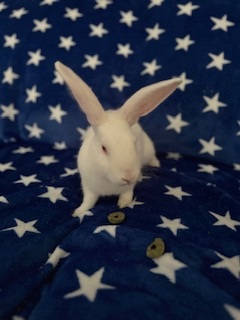 Olaf