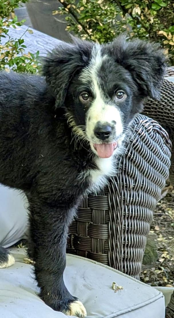 Chloe, adopted, Puppy Female Border Collie.