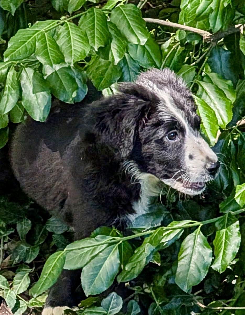 Enlarge Chloe, an adopted mixed breed in Barrington Hills, IL image 2/3