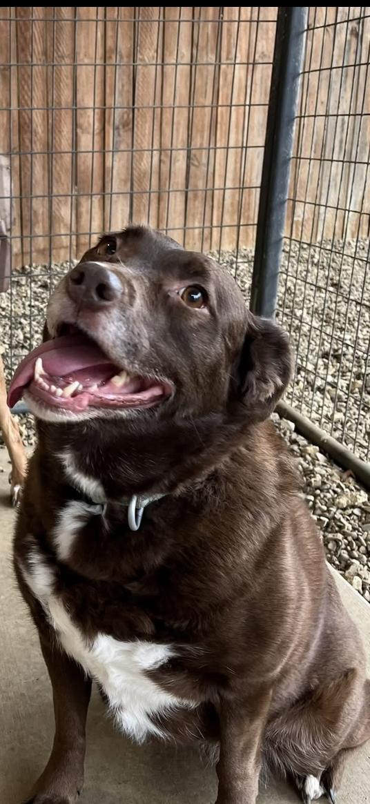 Enlarge Piper, an adoptable mixed breed in Centerton, AR image 2/2