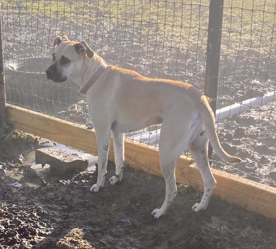 Wren, a Adoptable Boxer in Sanger, TX image 1/4