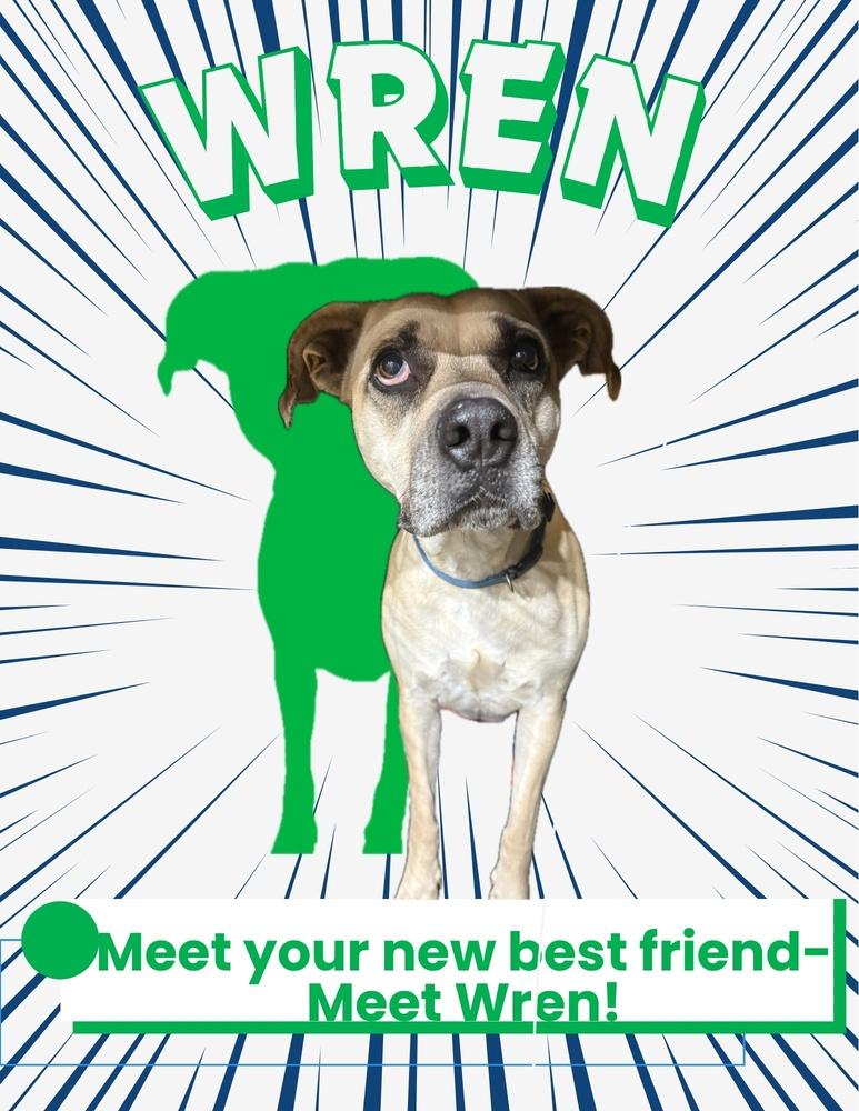Wren, a Adoptable Boxer in Sanger, TX image 2/4
