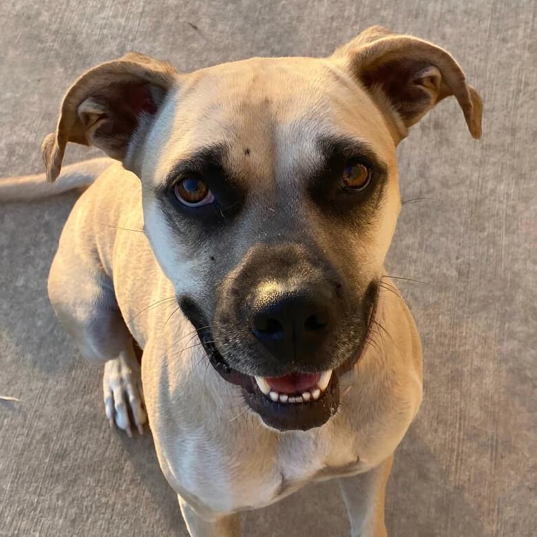 Wren, a Adoptable Boxer in Sanger, TX image 3/4