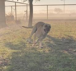 Wren, a Adoptable Boxer in Sanger, TX image 4/4