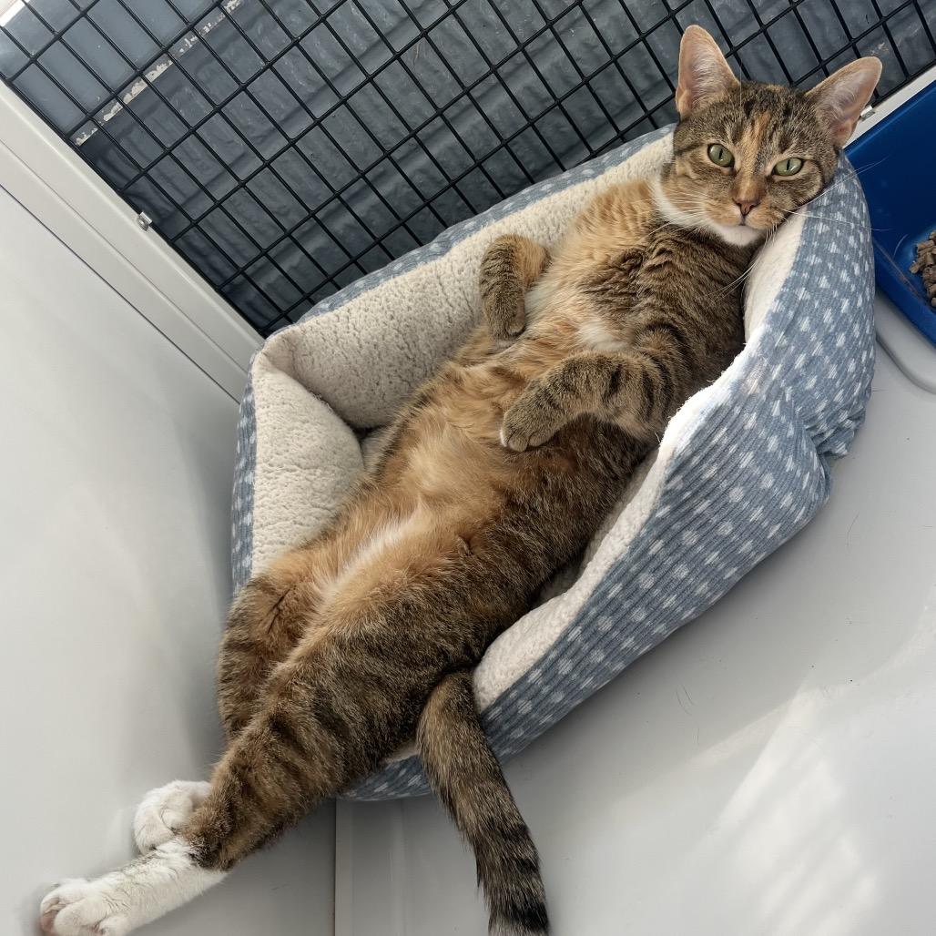 Enlarge Maddie, a Adoptable Domestic Short Hair in Ruckersville, VA image 2/2