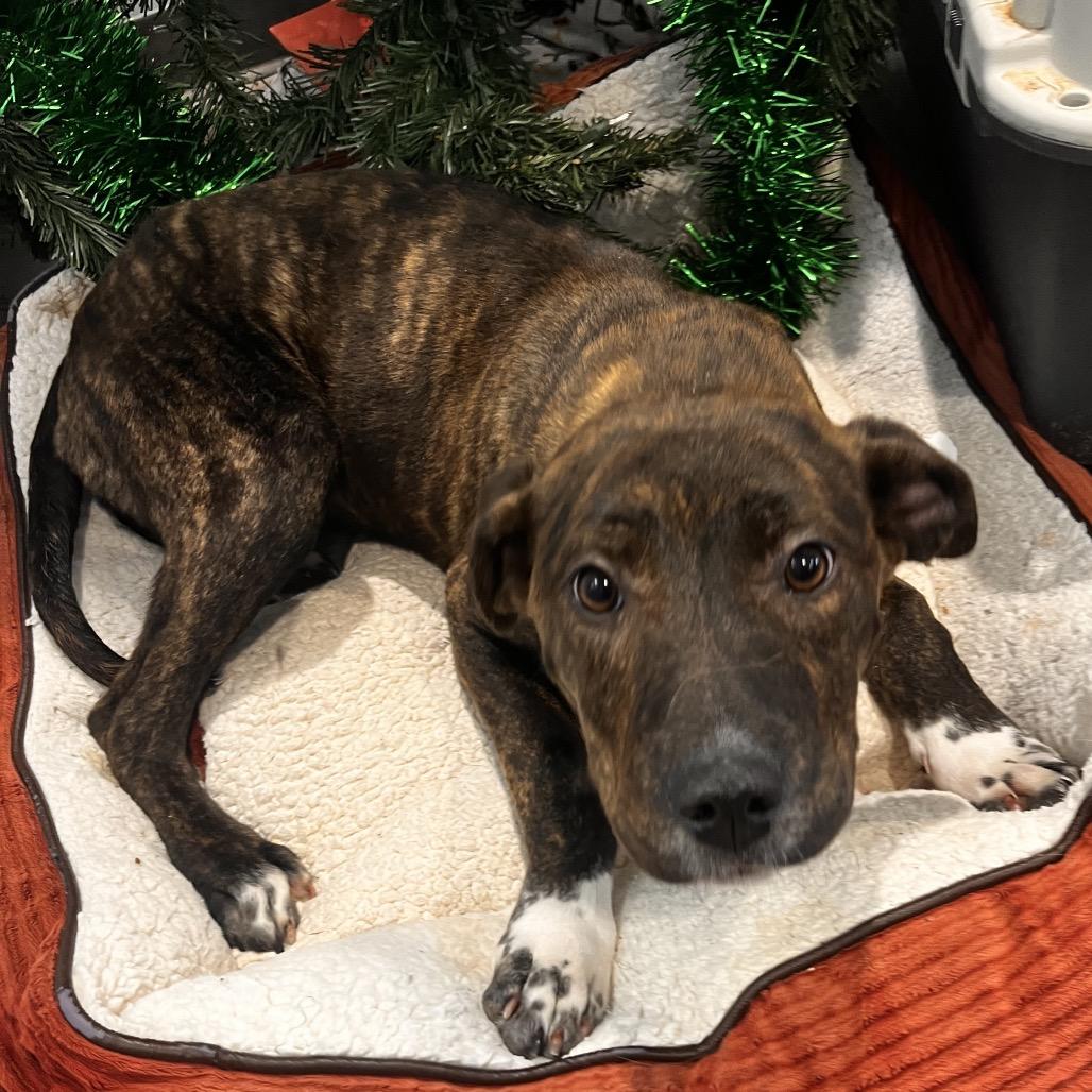 Dusk, a Adoptable mixed breed in North Battleford, SK image 1/6