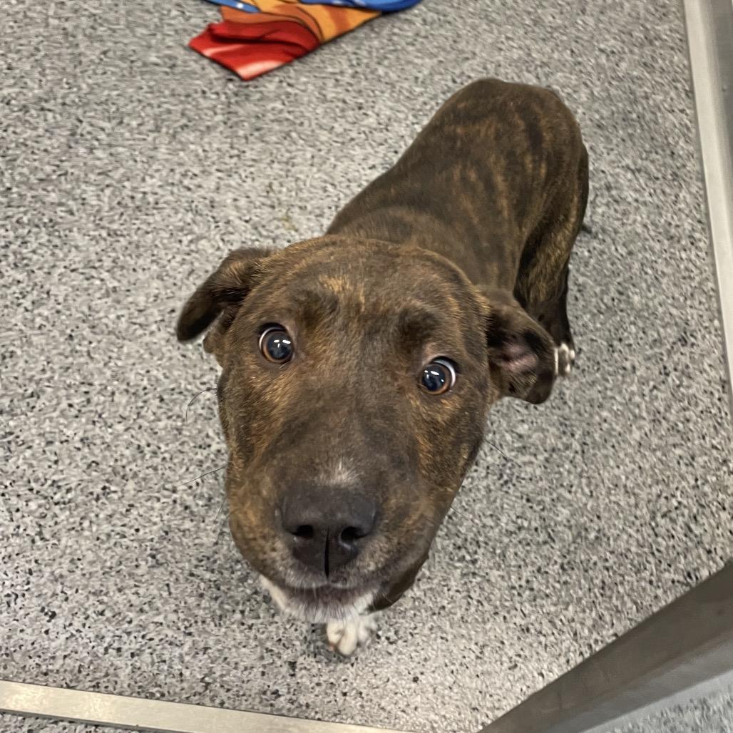 Dusk, Adoptable, Young Female Pit Bull Terrier & Mixed Breed.