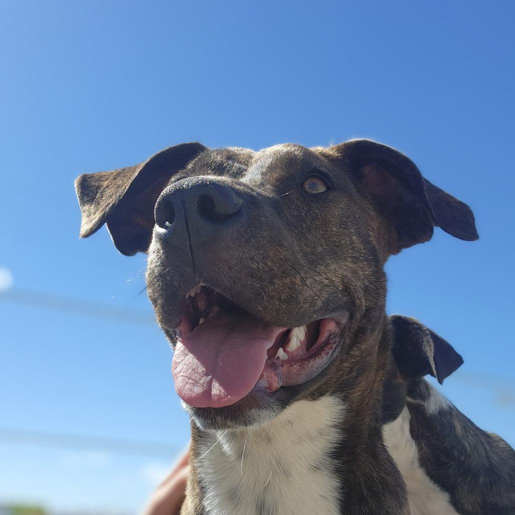 Enlarge Dusk, a Adoptable mixed breed in North Battleford, SK image 2/6