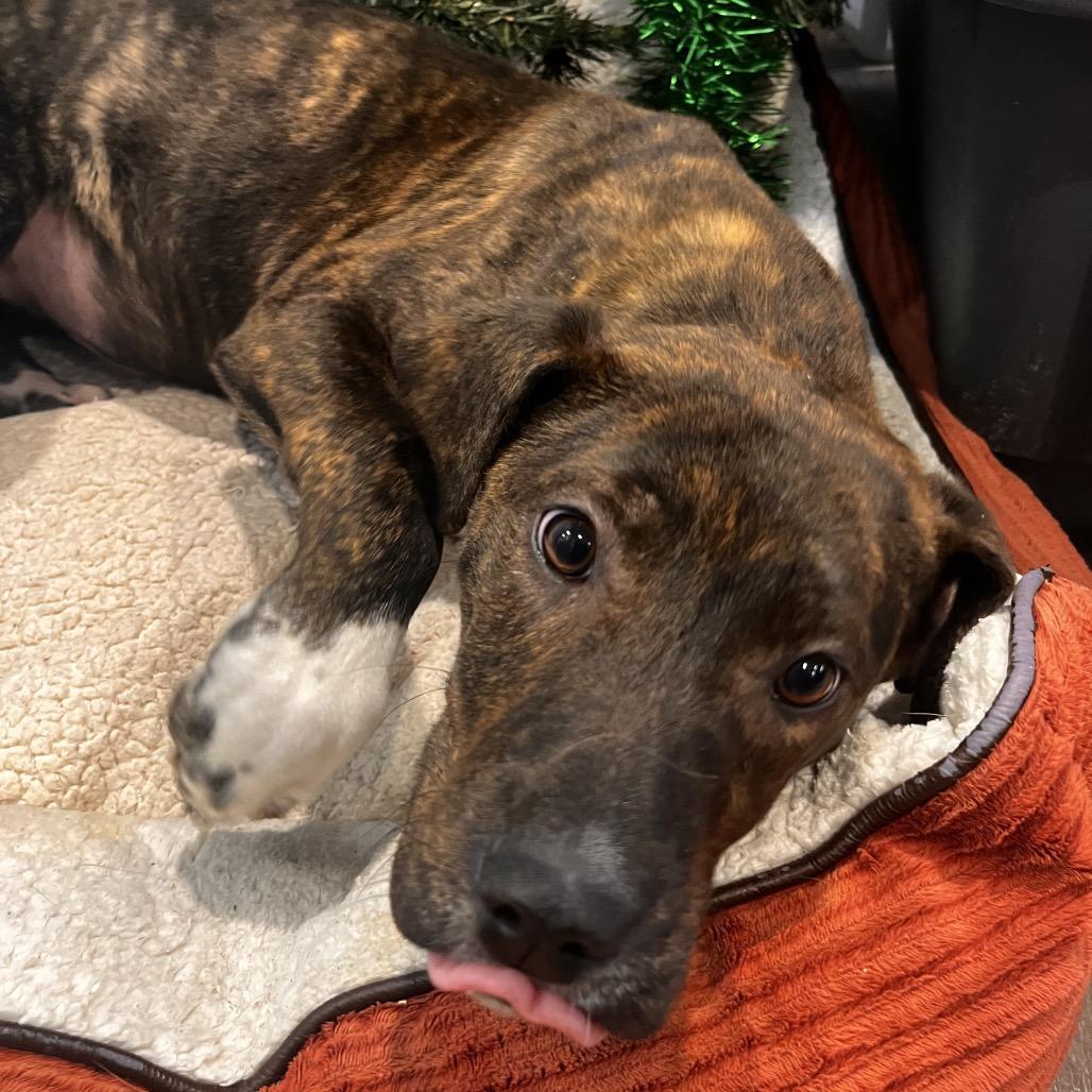 Dusk, a Adoptable mixed breed in North Battleford, SK image 4/6