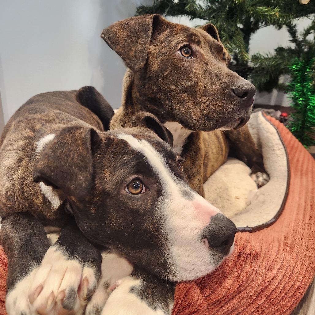 Enlarge Dusk, a Adoptable mixed breed in North Battleford, SK image 5/6