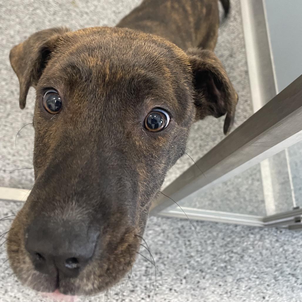 Dusk, a Adoptable mixed breed in North Battleford, SK image 6/6