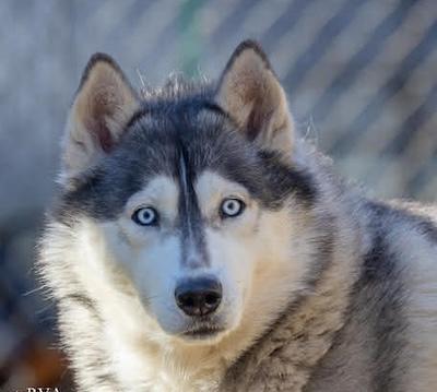 Jenna, an adopted Husky in Palmyra, VA image 1/5