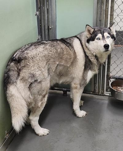 Jenna, an adopted Husky in Palmyra, VA image 2/5