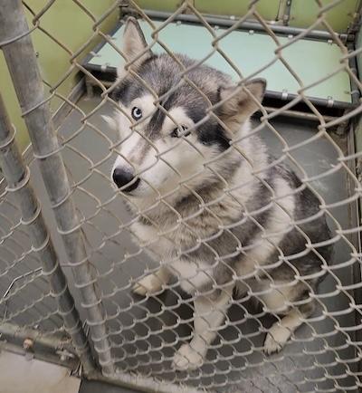 Jenna, an adopted Husky in Palmyra, VA image 4/5