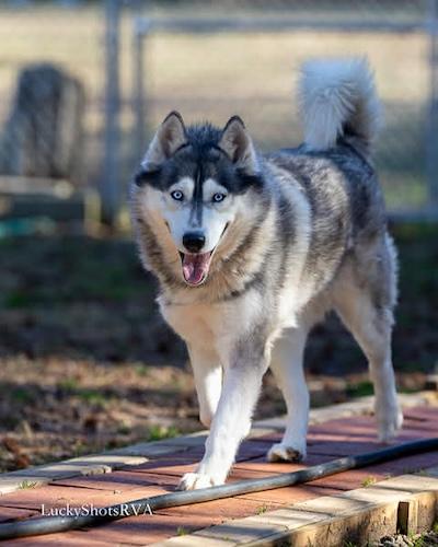 Jenna, an adopted Husky in Palmyra, VA image 3/5
