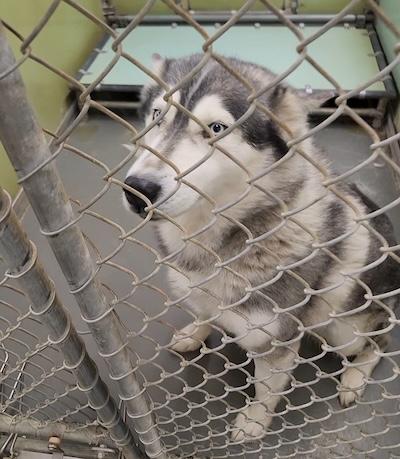 Jenna, an adopted Husky in Palmyra, VA image 5/5
