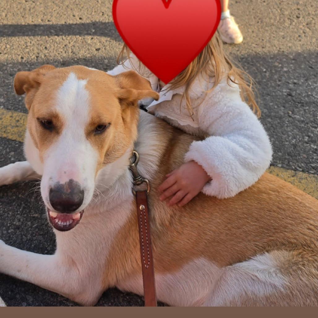 Andy/bruiser, Adoptable, Young Male Mixed Breed.