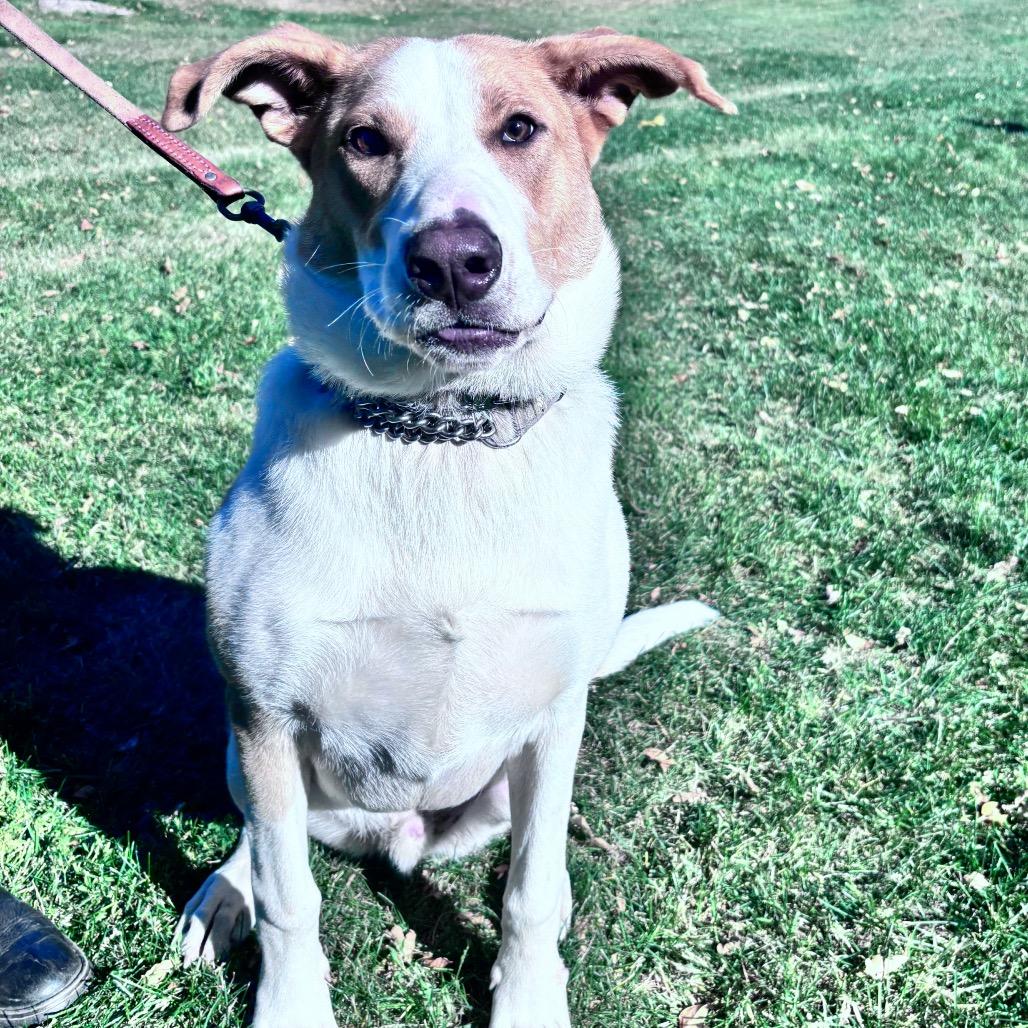 Andy/bruiser, Adoptable, Young Male Mixed Breed.